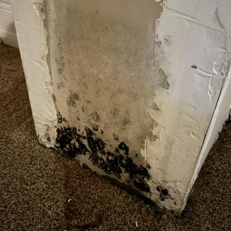 Professional Mold Removal in Palo Pinto, TX